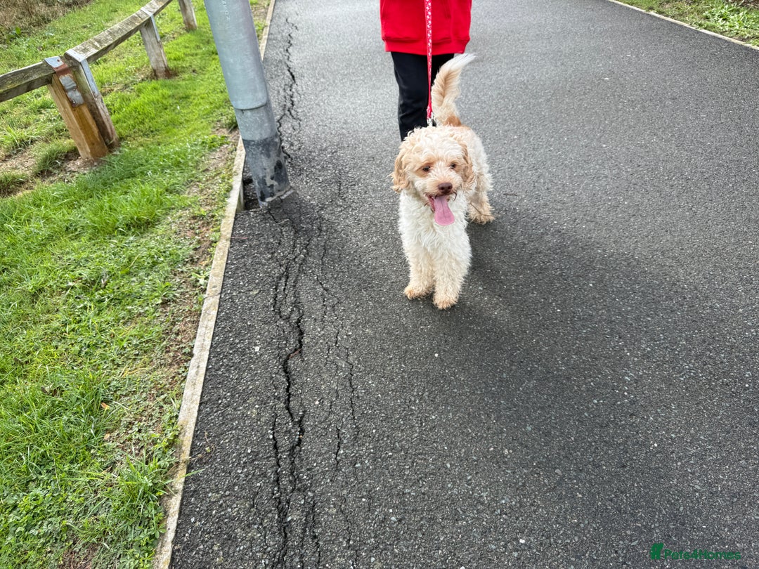 Mixed Breed dogs for sale: Beautiful Cocker Sproodles Puppies!  - Image 10