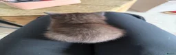 Persian cats for sale: Kitten for sale  in Buckingham - Advert 4