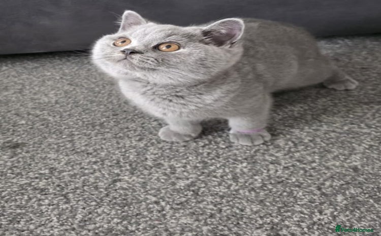 British Shorthair cats - Advert 13