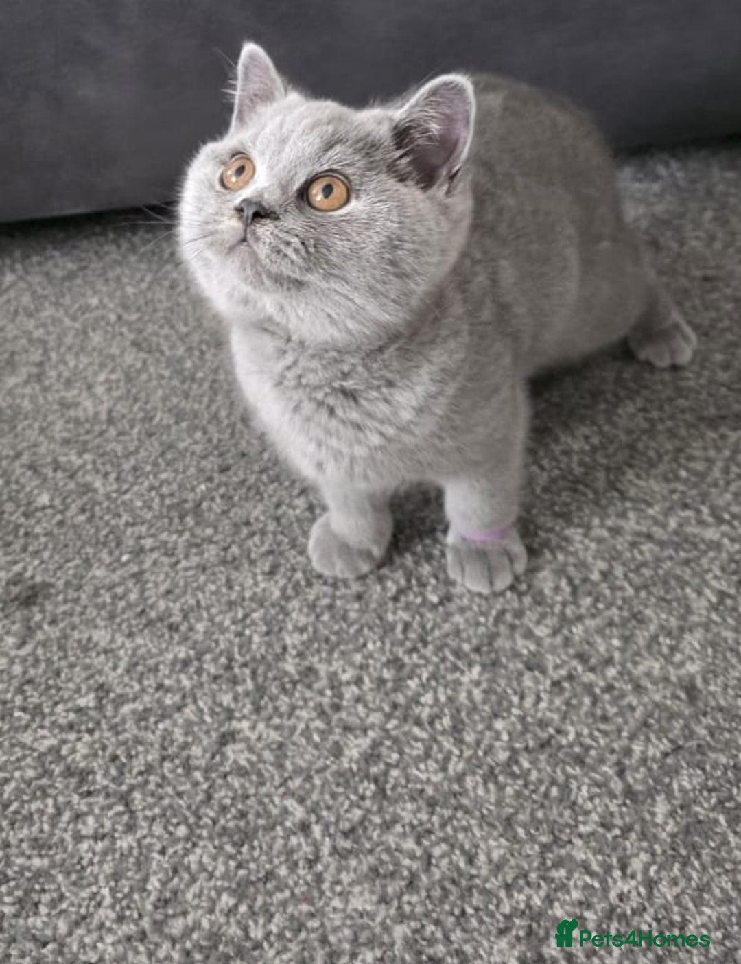 British Shorthair cats for sale: beautiful kittens are looking for a home - Image 3