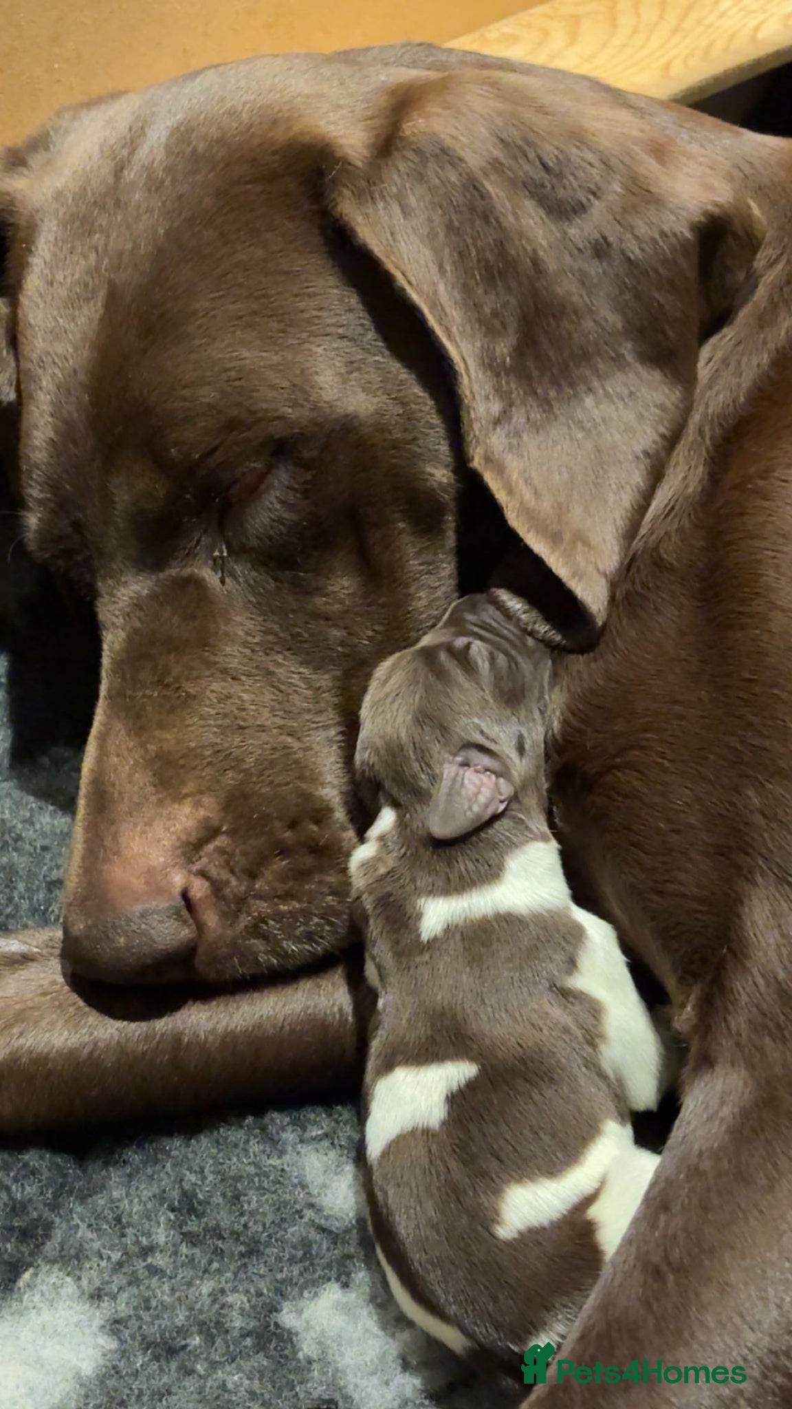 German Shorthaired Pointer dogs Litter of nine family raised GSPs  - Advert 1