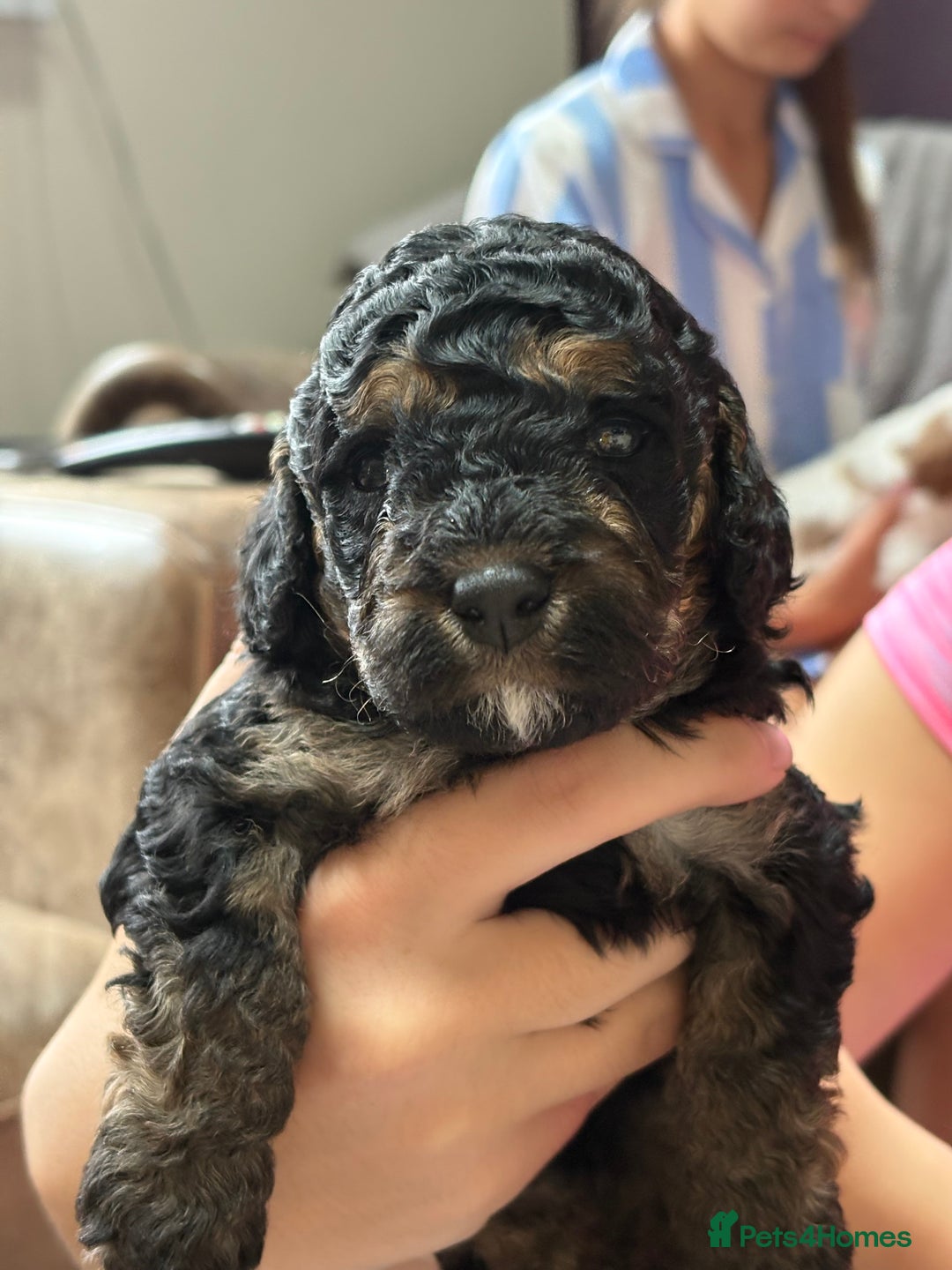 Cavapoo dogs for sale: 2 adorable male Cavapoo Puppies ! 🐾 - Image 10