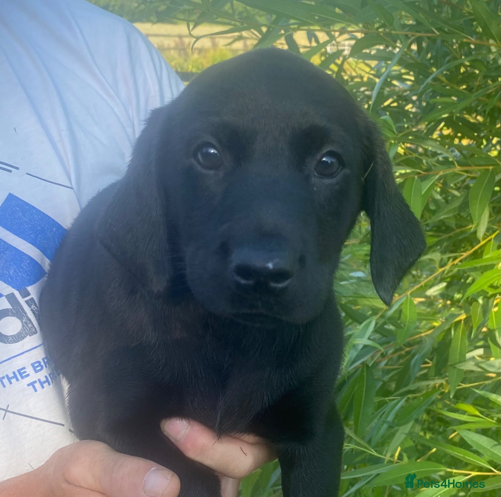 Labrador Retriever dogs KC Registered Black Labrador puppies  - Advert 2