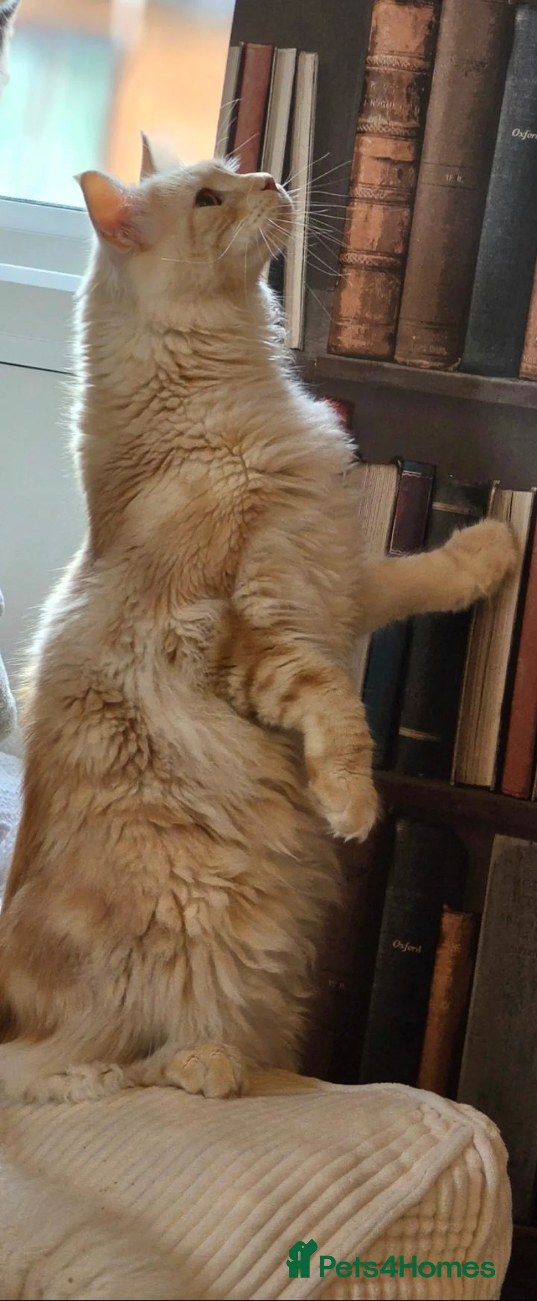 Maine Coon cats for sale: Cheeto main coon - Advert 2