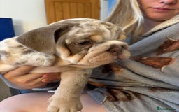 English Bulldog dogs for sale: British bulldog pups for sale - Advert 2