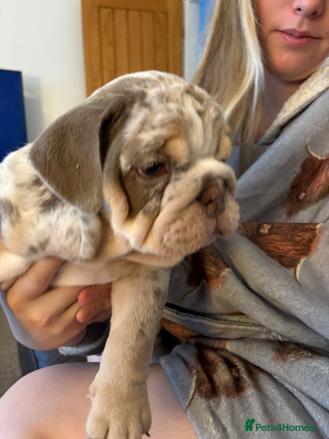 English Bulldog dogs for sale: British bulldog pups for sale - Advert 2