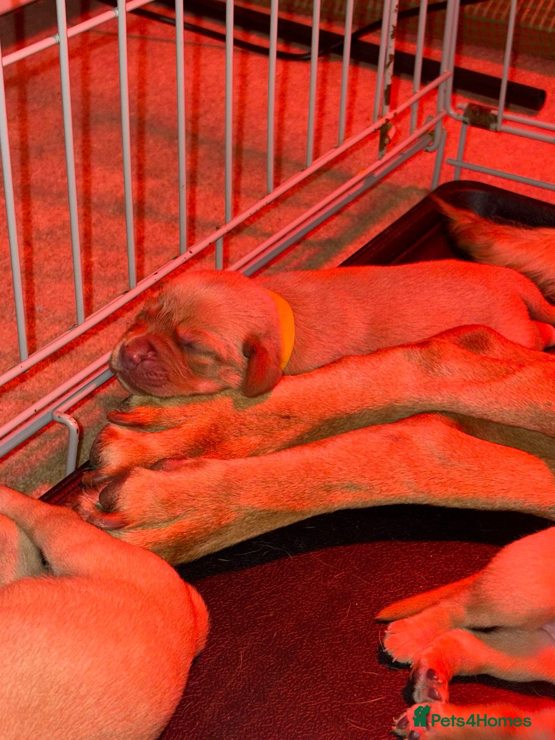 Labrador Retriever dogs for sale: Labrador Retriever Pups - Image 6