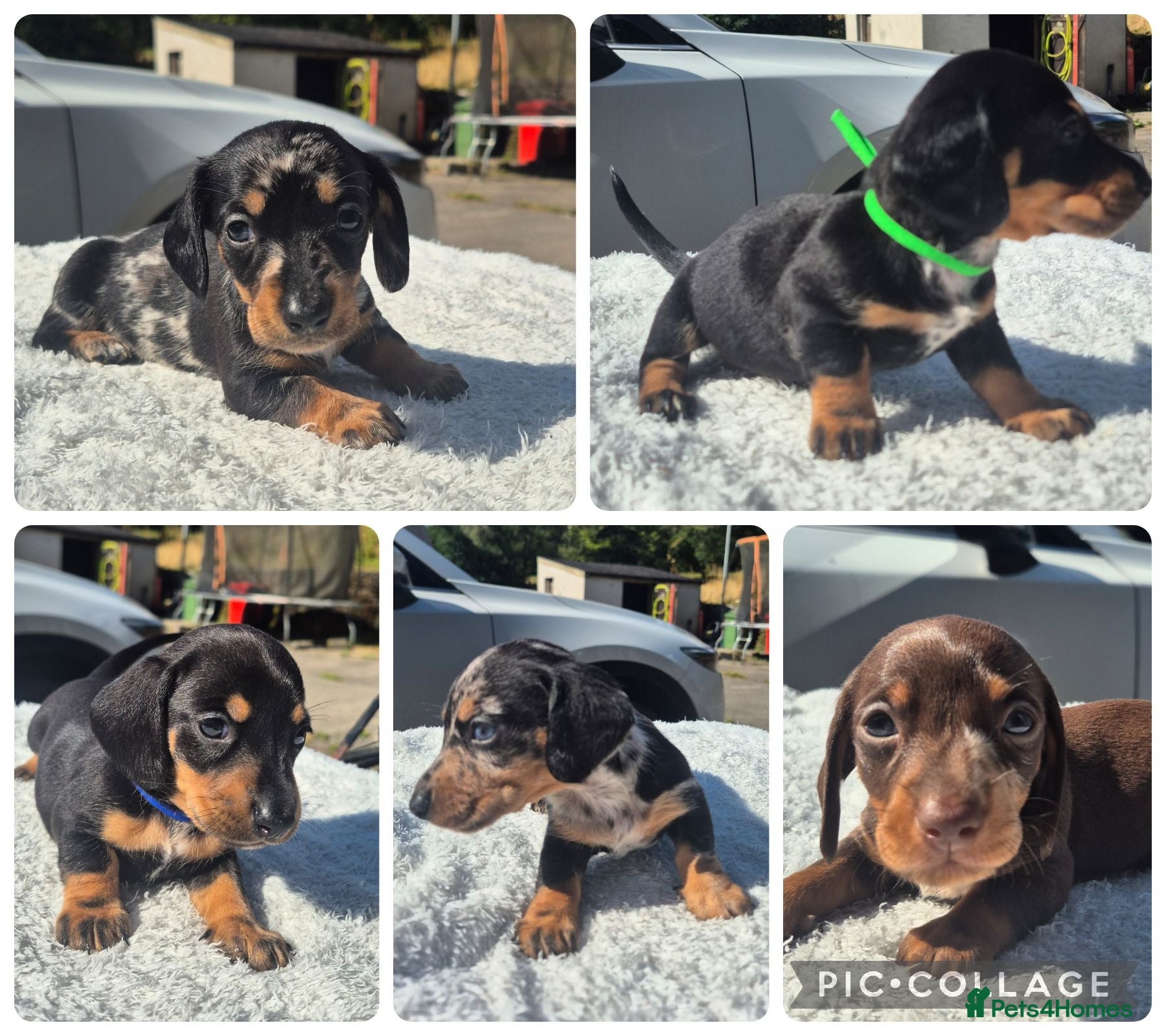 Miniature Dachshund dogs PRA CLEAR MINIATURE DACHSHUND PUPPIES - Advert 12