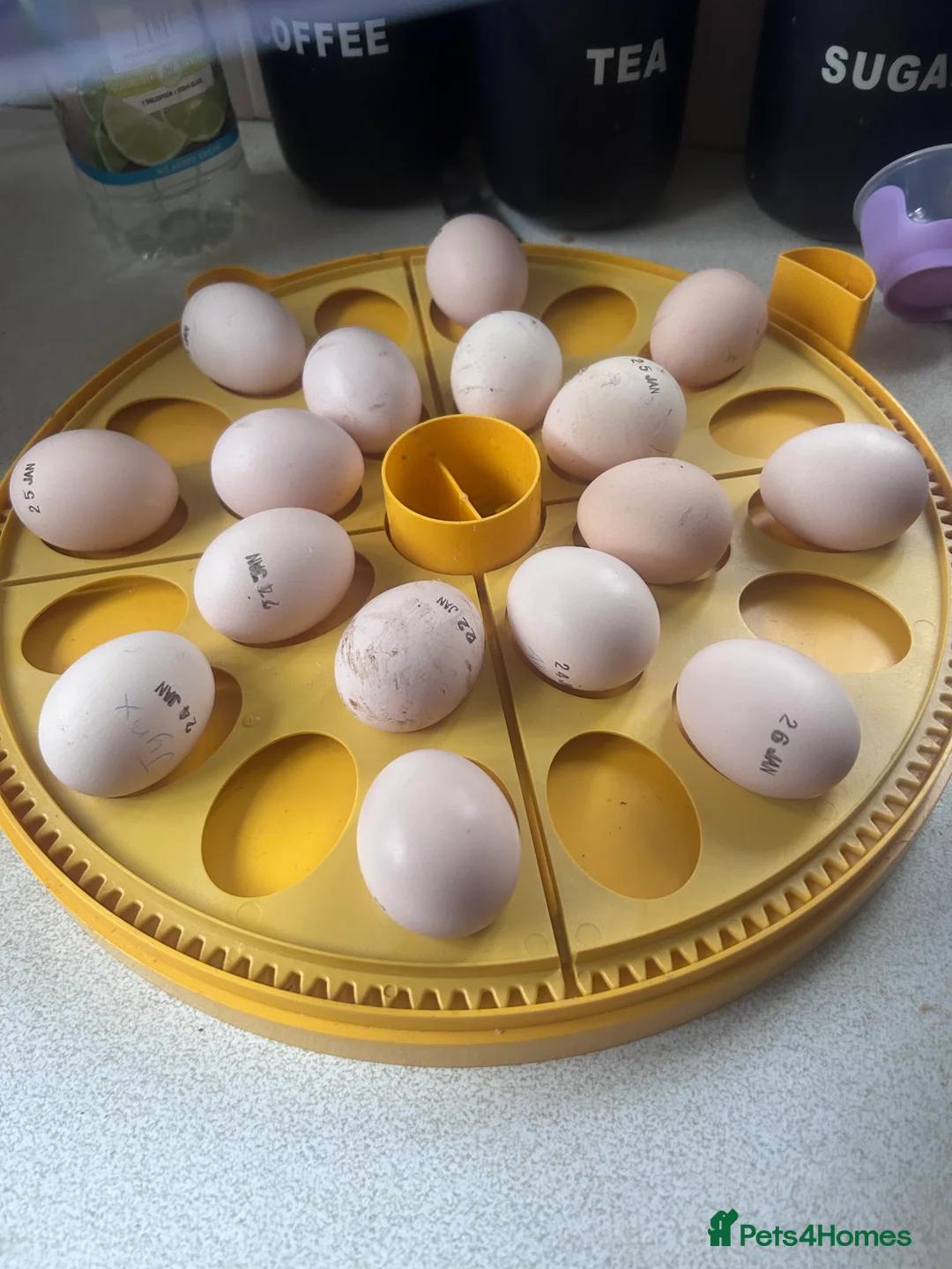 Chickens poultry for sale: 5 Day Old Silkie Chicks - Advert 2