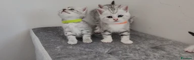 British Shorthair - ORANGE COLLAR - GIRL