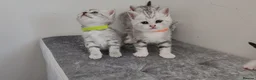 British Shorthair cats for sale: 🏆 Pedigree Silver British Shorthair Kittens 🏆 - Advert 15