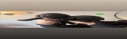 Cockerdor dogs for sale: Cockerdor Puppies for sale🐶🐾 - Advert 5