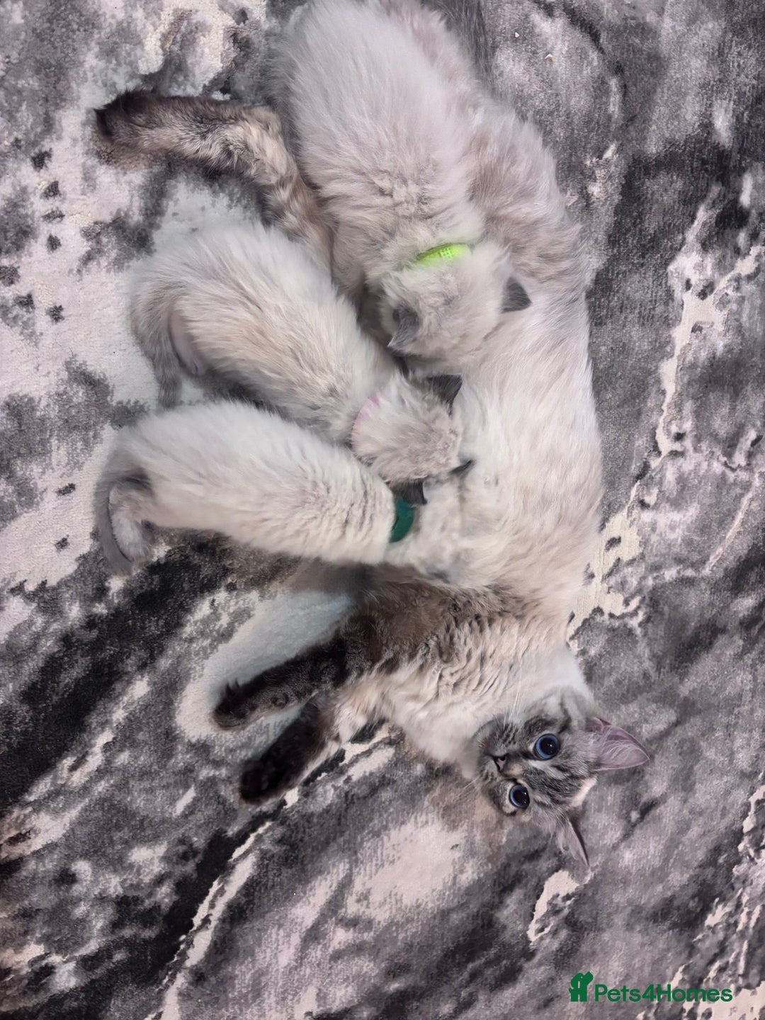 Ragdoll cats for sale: Gorgeous Ragdoll kittens 2 left ! - Advert 7