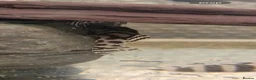 Plecos fish for sale: L236rb Pleco AAGrade - Advert 2