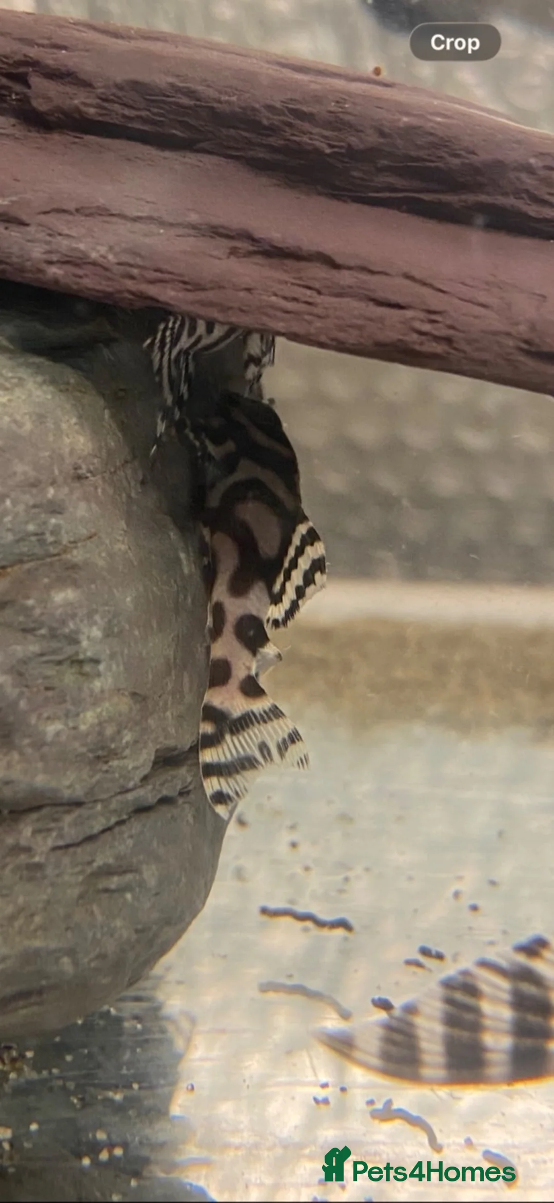 Plecos fish for sale: L236rb Pleco AAGrade - Advert 2