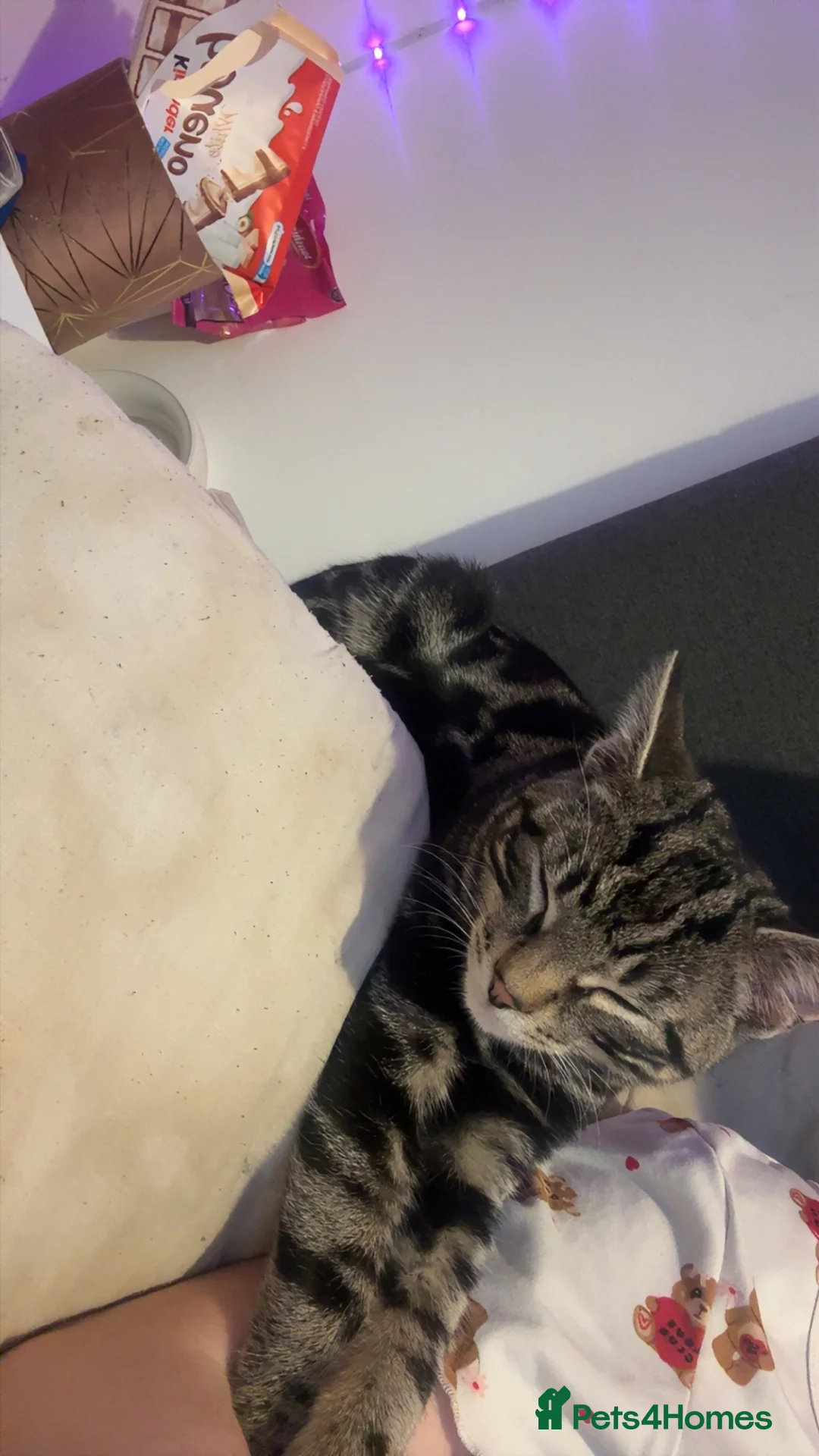 Bengal cats for sale: Full tabby male 5 month old kitten - Advert 2