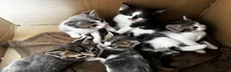 Mixed Breed cats for sale: 5 kittens looking for loving home  - Advert 2