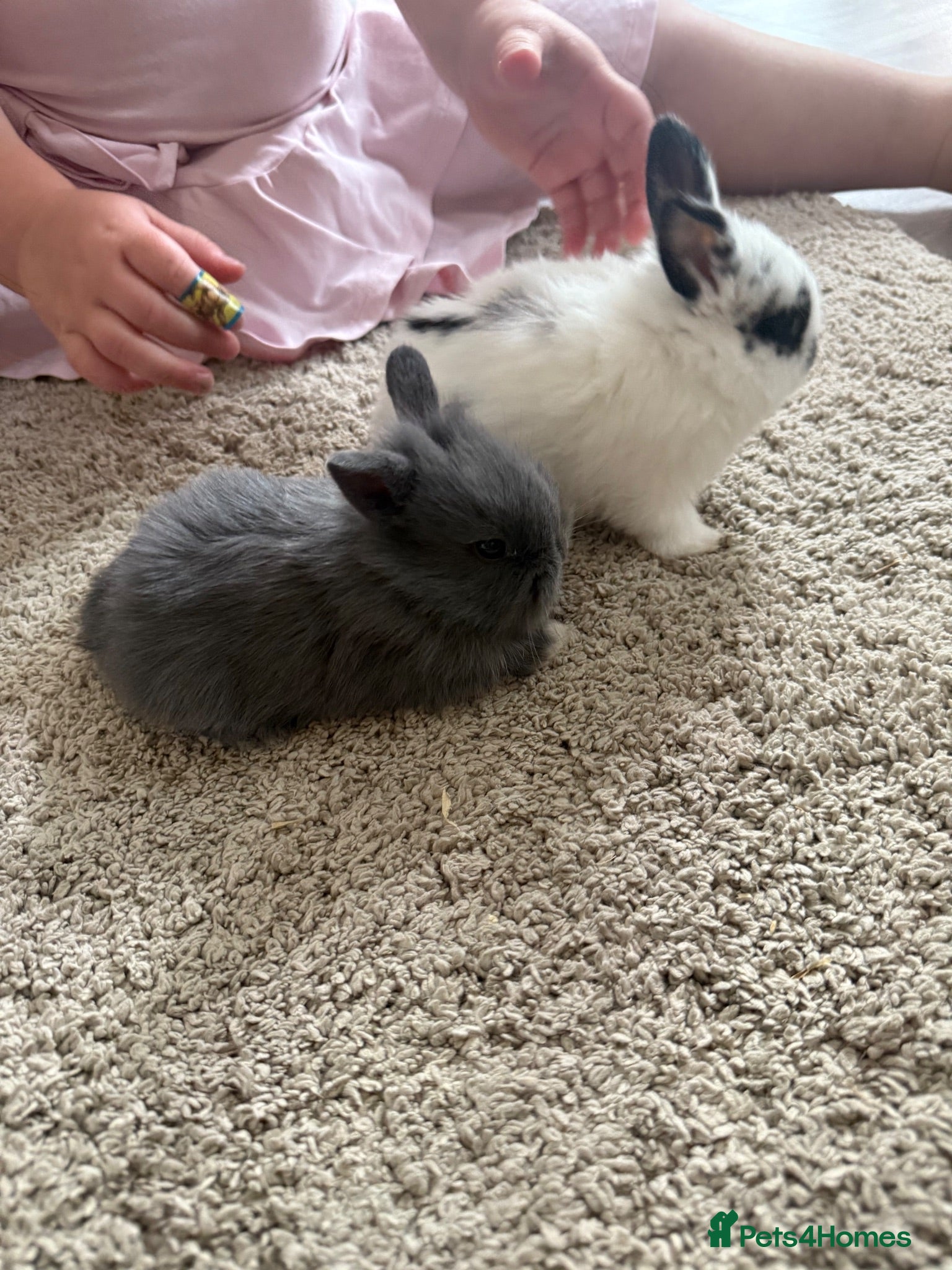 Mixed Breed rabbits Mini Rex / lions head  - Advert 17