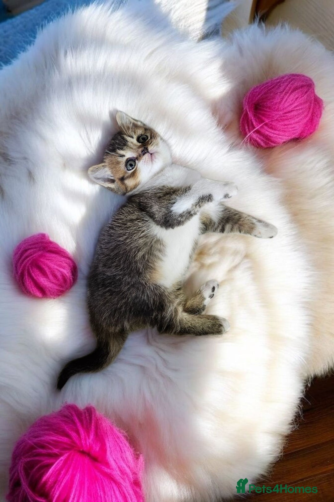 Scottish Fold cats for sale: Bundle of 11 Scottish fold Straight Ears Kittens - Image 34