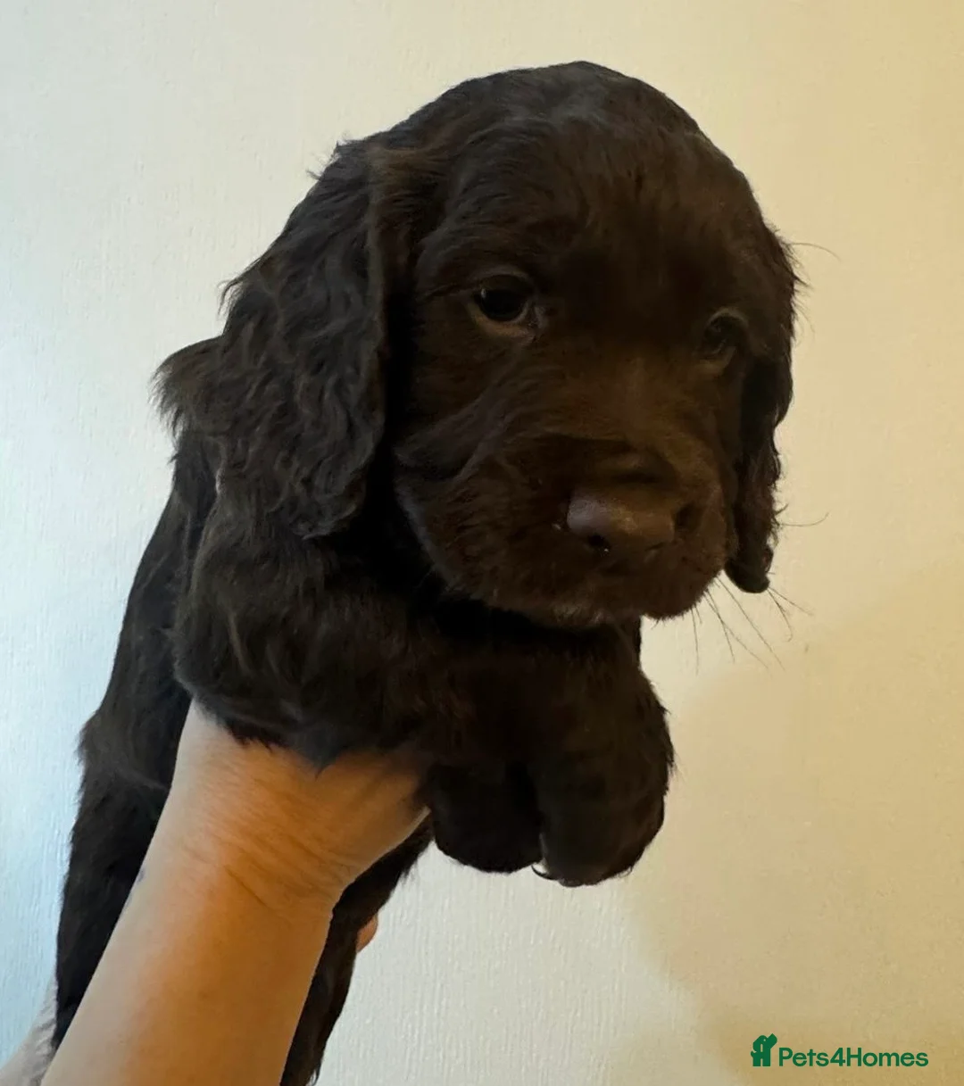 Cockapoo dogs for sale: Cockapoo puppies for sale  - Advert 2