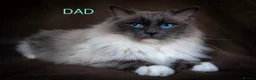 Ragdoll cats for sale: RAGDOLL kittens 3xBOYS, 3xGIRLS - Advert 30