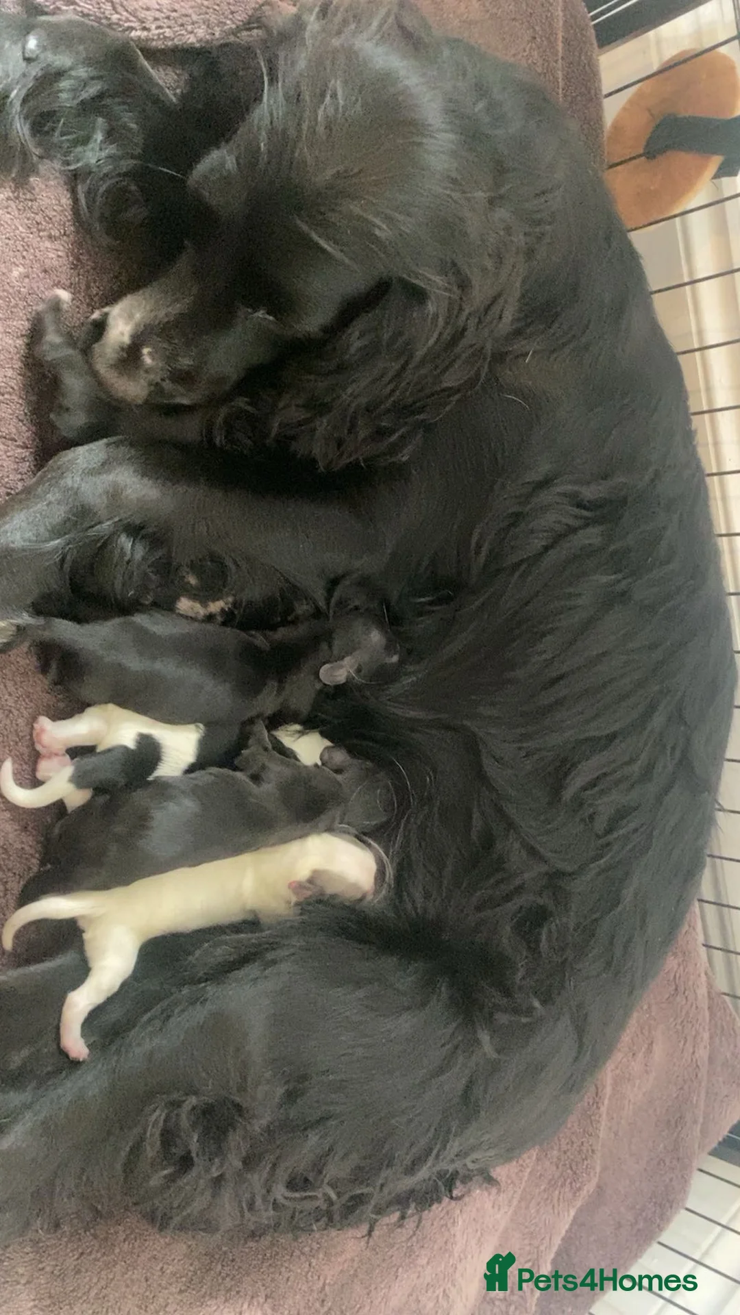 Cocker Spaniel dogs for sale: Cocker spaniels 🏠  - Advert 2