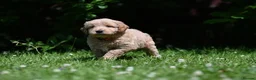 Goldendoodle dogs for sale: Quality Health Tested Goldendoodles - Advert 31