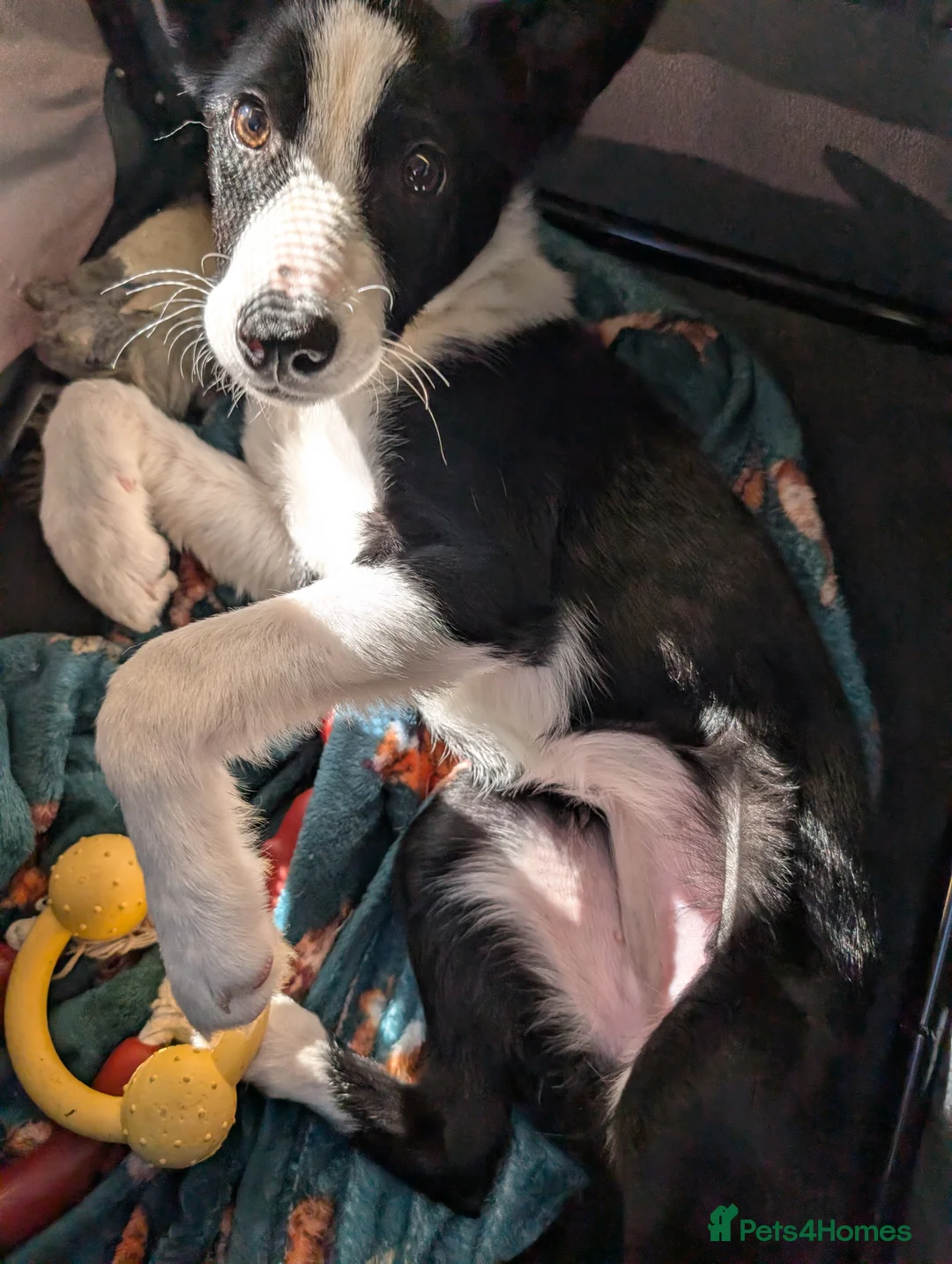 Border Collie dogs for sale: 2x border collie bitches. READY NOW - Advert 2