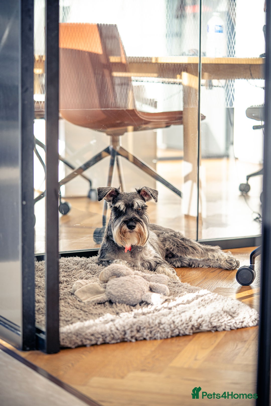 Miniature Schnauzer dogs for stud: Merlin the Magnificent  - Advert 4