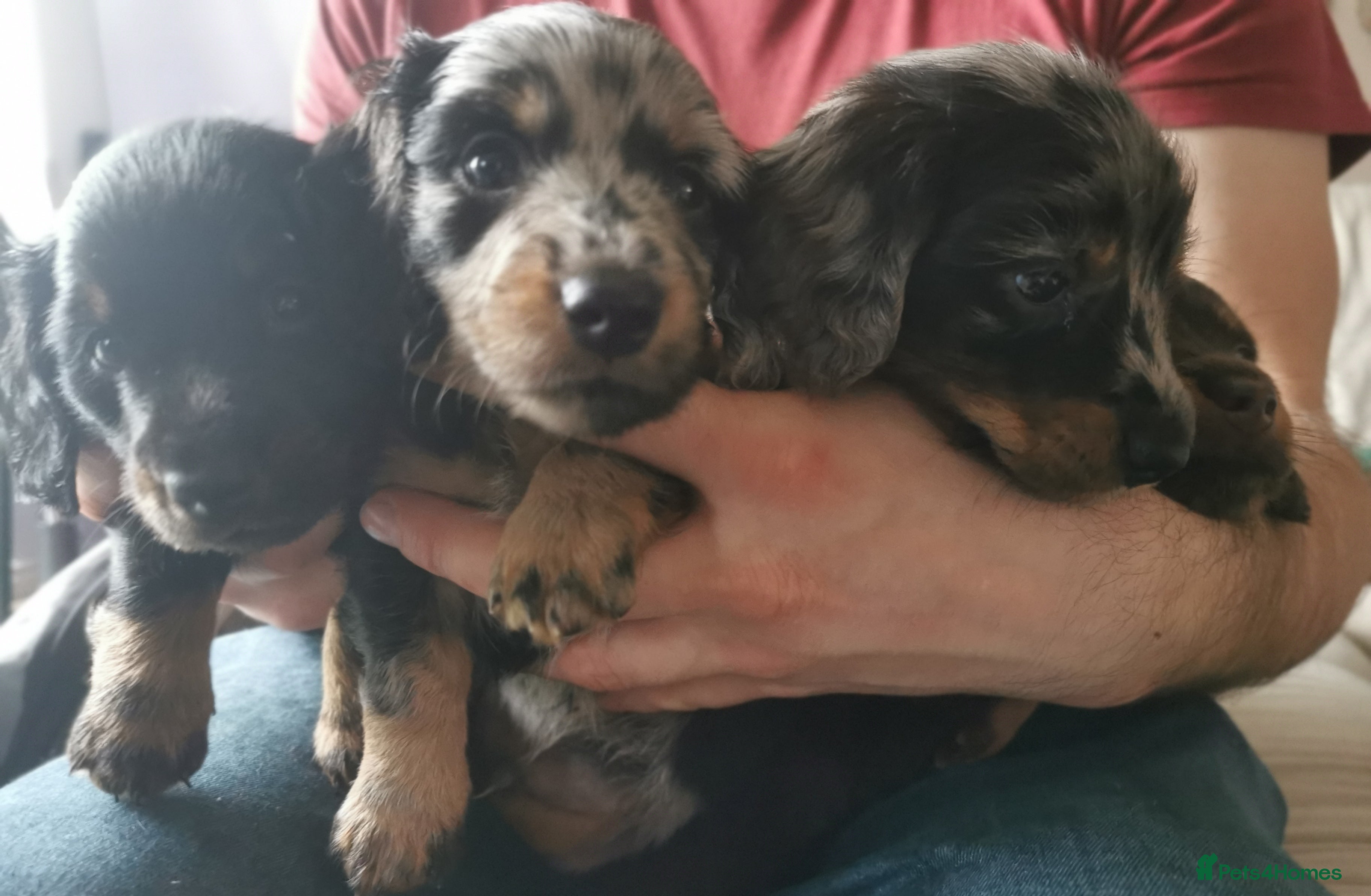 Miniature Dachshund dogs 5 beautiful miniature dachshund pups for sale - Advert 4