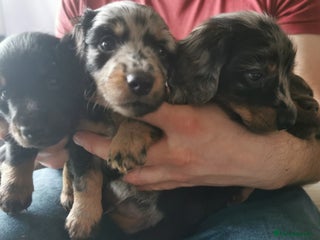Miniature Dachshund dogs 5 beautiful miniature dachshund pups for sale - Advert 12