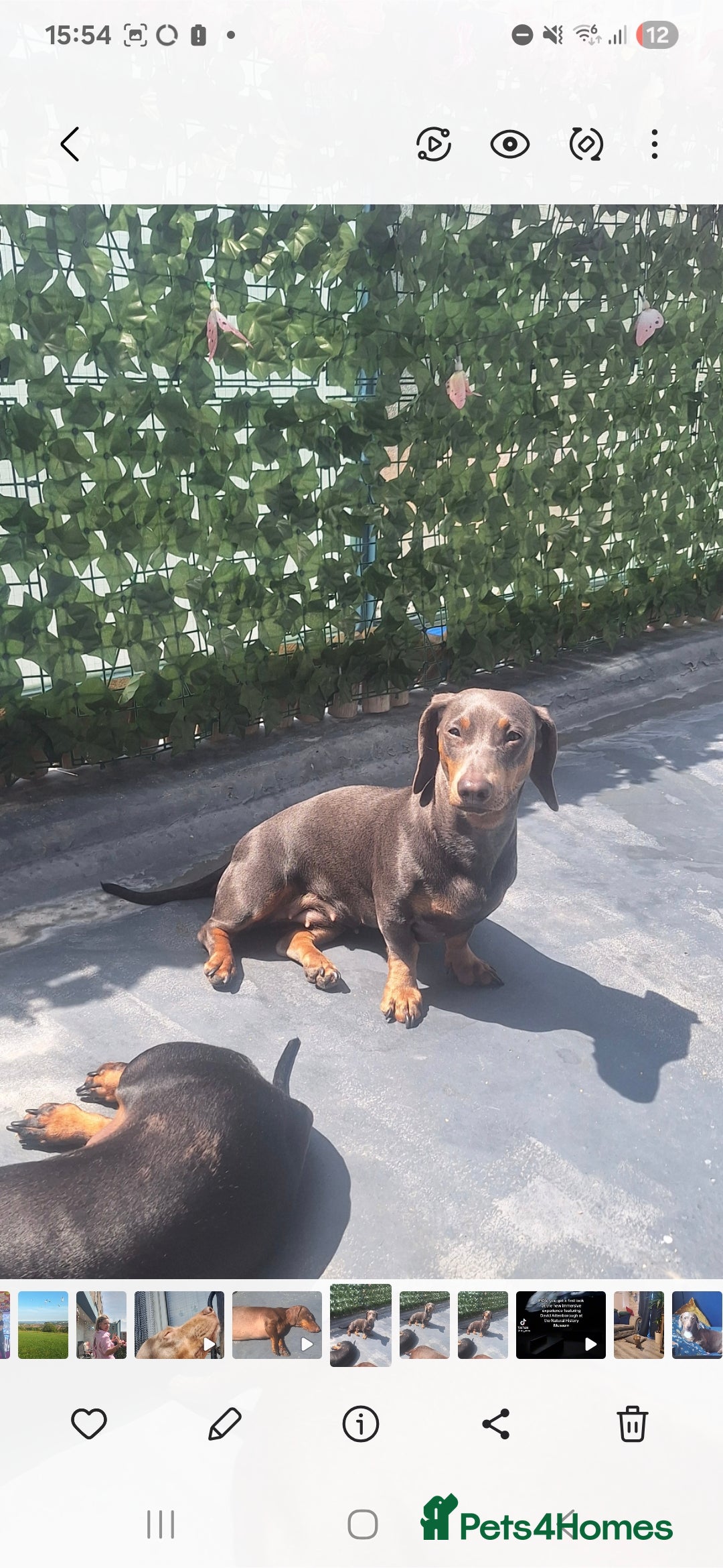 Dachshund dogs for sale: Blue and tan sausage dog  - Advert 1