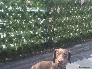 Dachshund dogs Blue and tan sausage dog - Advert 1