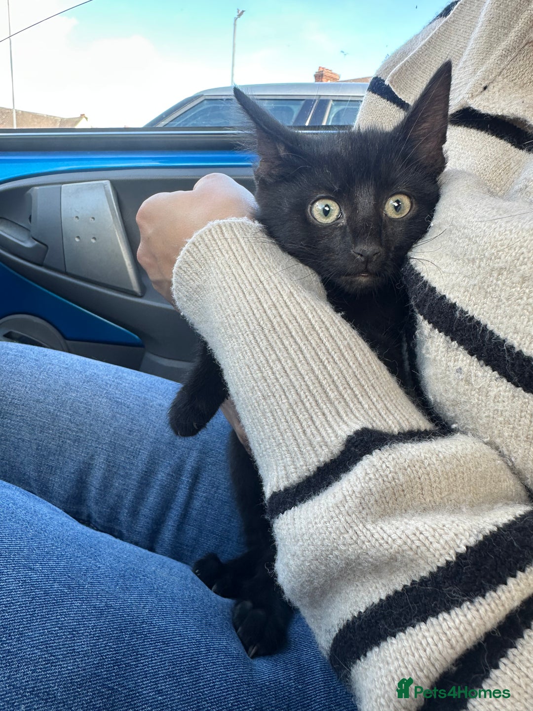 Domestic Shorthair cats for sale: Black male kitten available, 10-12 weeks old  - Image 2