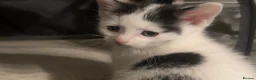Mixed Breed cats for sale: 3 kittens available - Advert 2