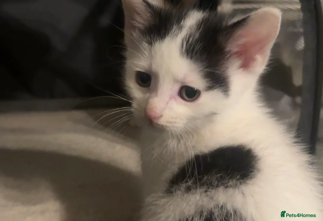 Mixed Breed cats for sale: 3 kittens available - Advert 2