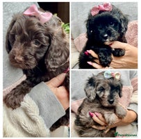 Cavapoo dogs - Advert 10