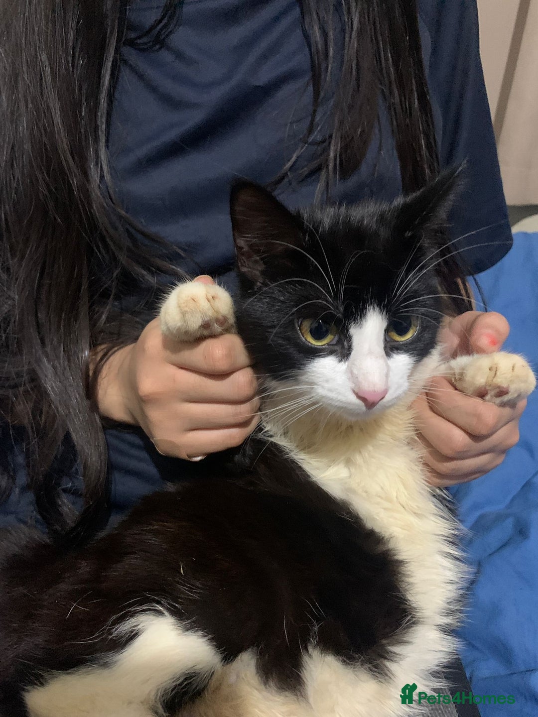 Mixed Breed cats for adoption: 4 lovely kittens looking for there forever home  - Advert 2