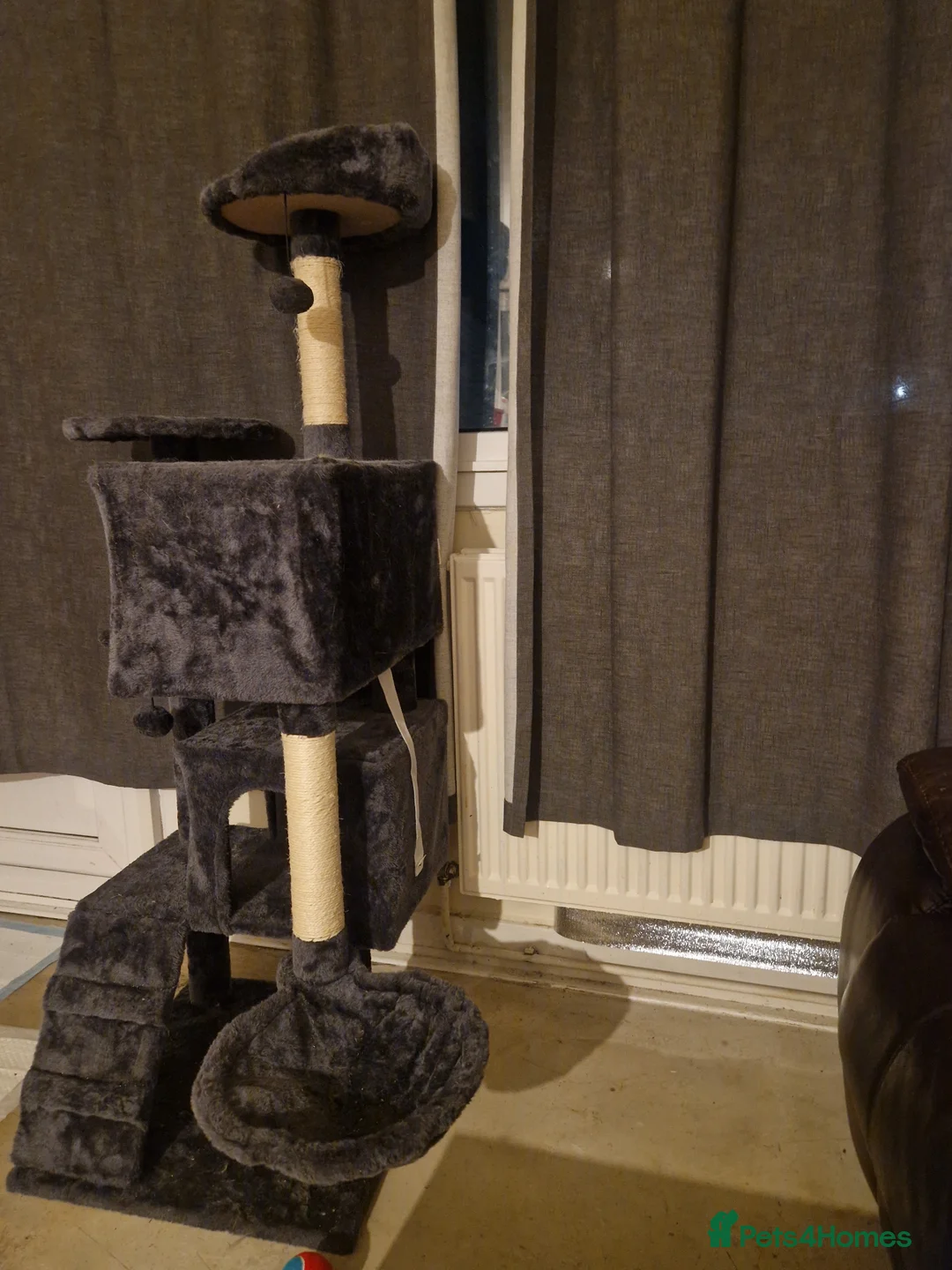 Mixed Breed cats for sale: Toby 2 year old male cat  - Advert 2