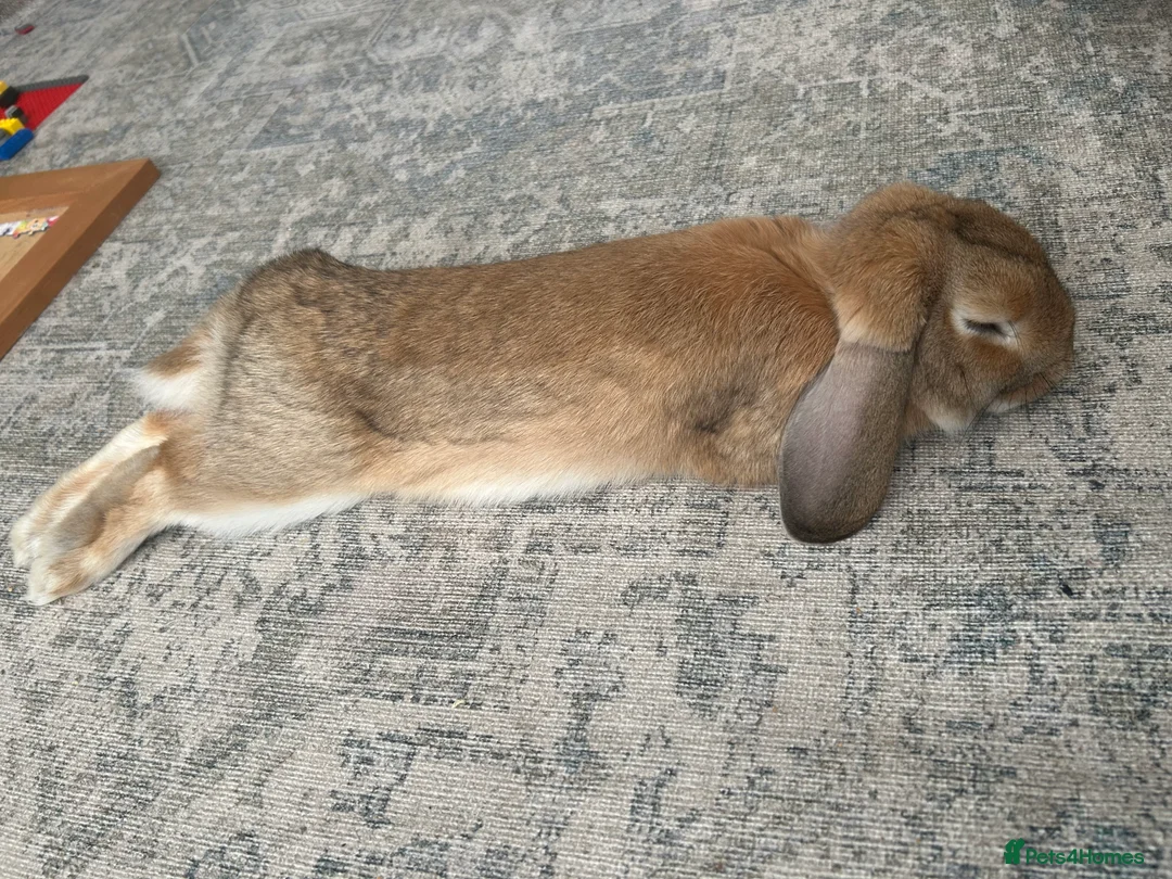 English Lop rabbits for sale: Lovely male lop in Cardiff - Advert 2