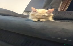 Mixed Breed cats for sale: Fluffy ginger boy  - Image 3