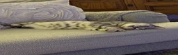 Egyptian Mau cats for sale: Beautiful Egyptian Mau Cat in South Croydon - Advert 8
