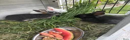 Mixed Breed rabbits for sale: Rabbits for sale in Oswestry - Advert 2