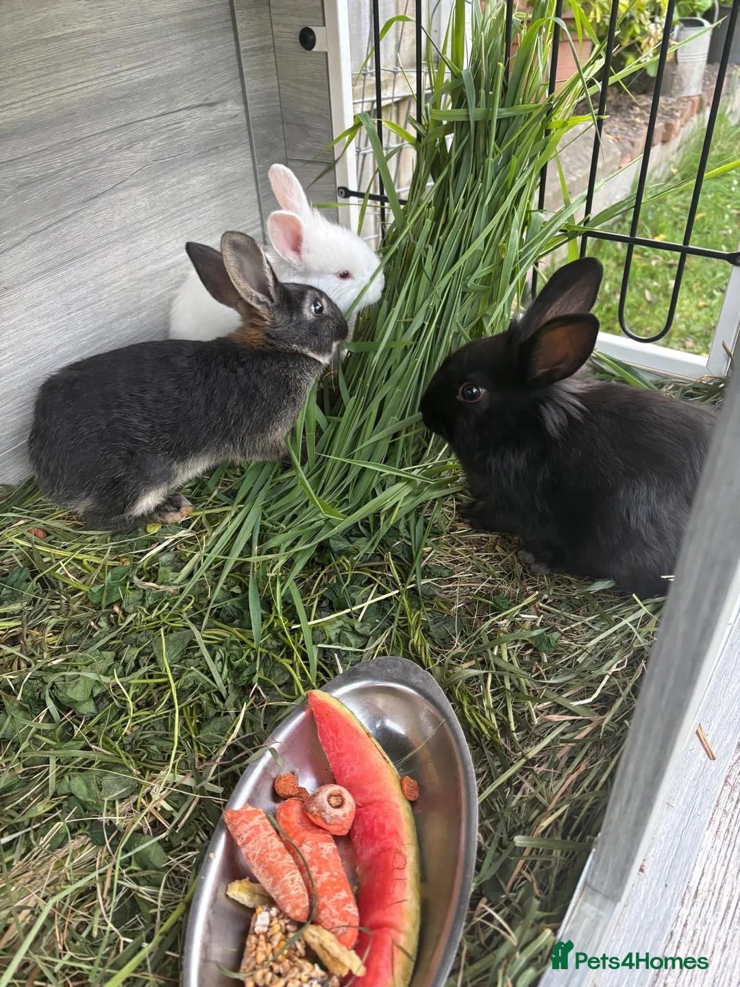 Mixed Breed rabbits for sale: Rabbits for sale in Oswestry - Advert 2