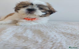 Shih Tzu dogs for sale: Beautiful Shih tzu puppies 🫶🏼 - Image 20