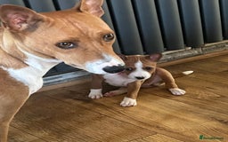 Basenji dogs for sale: Basenji Puppies looking for a new forever home - Image 6