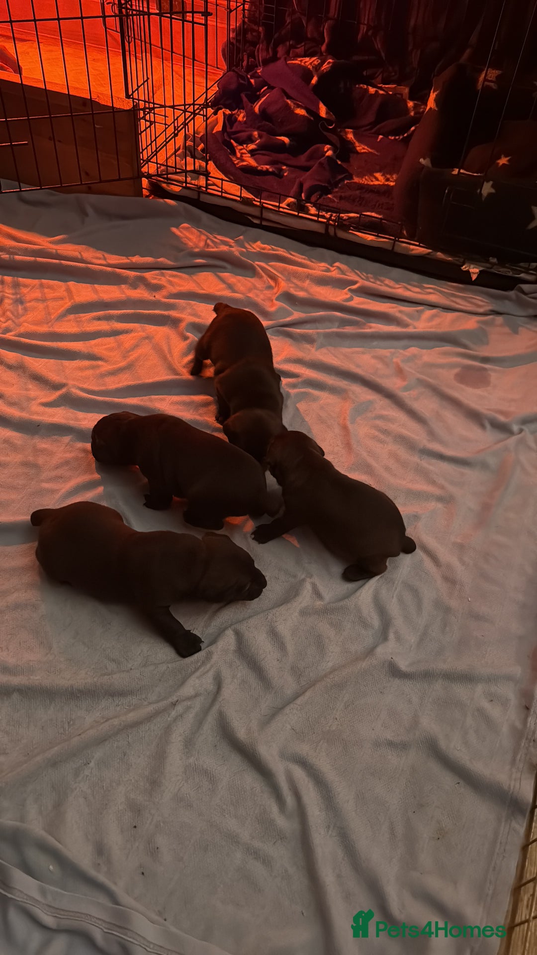 Patterdale Terrier dogs for sale: Patterdale puppies for sale. - Advert 6