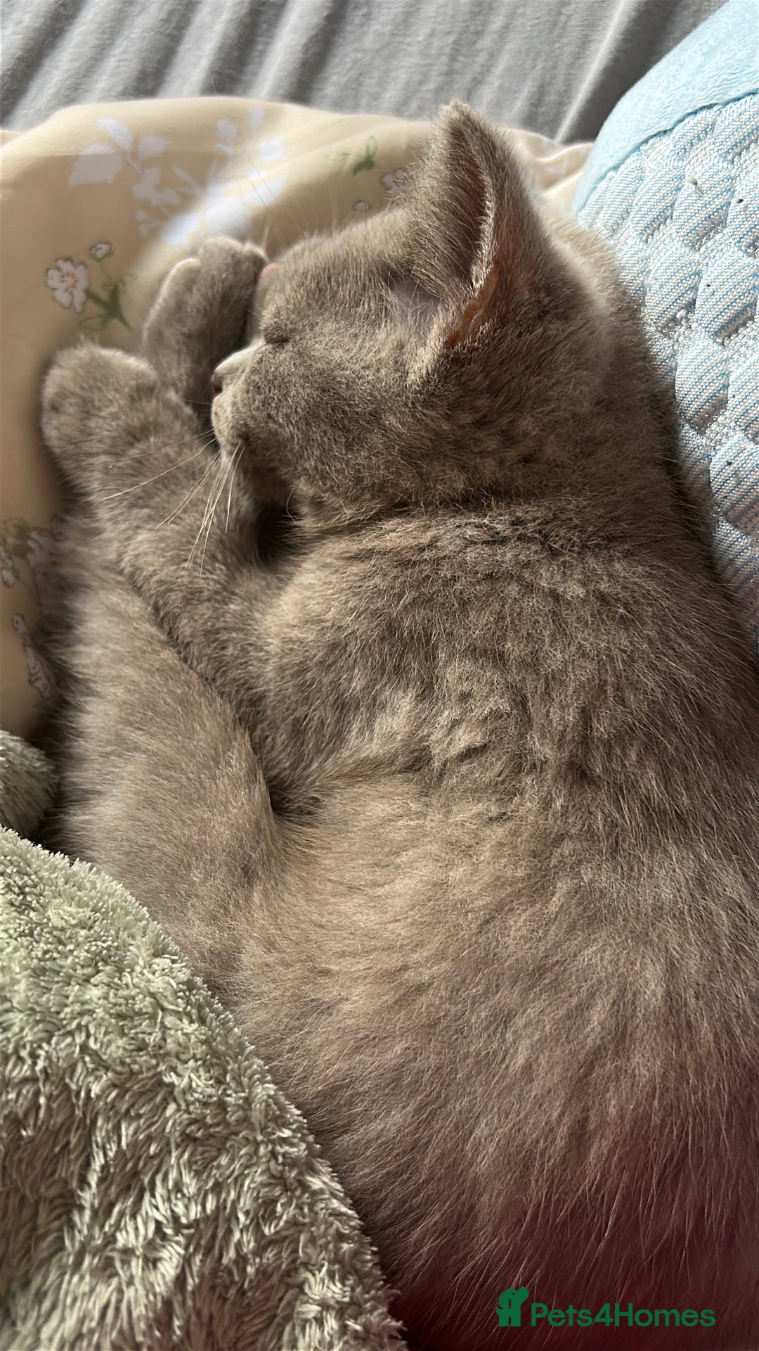 British Shorthair cats for sale: 2 beautiful British shorthairs for sale  - Advert 5