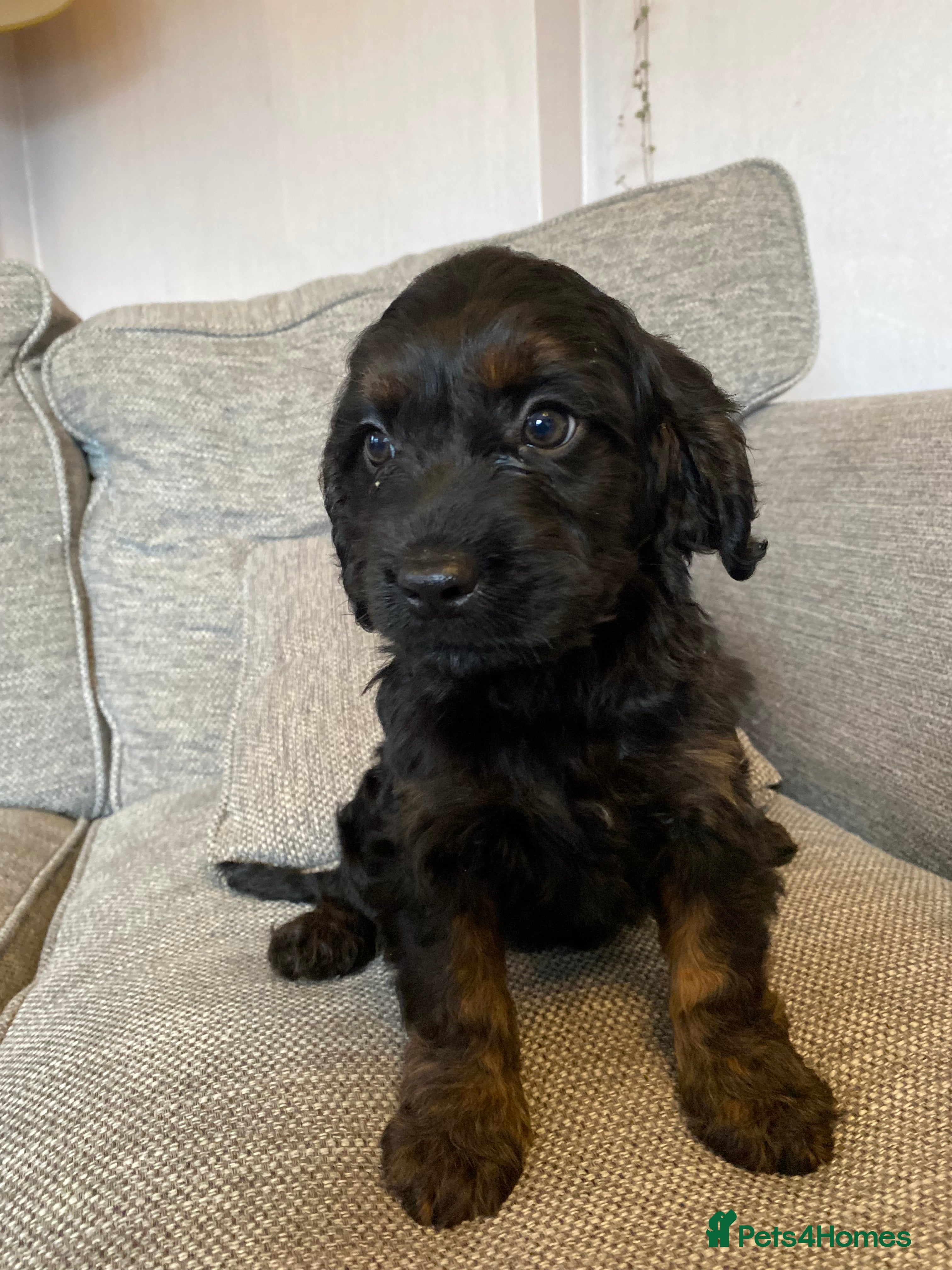 Cavapoo dogs Beautiful Cavapoo Puppies Available  - Advert 1