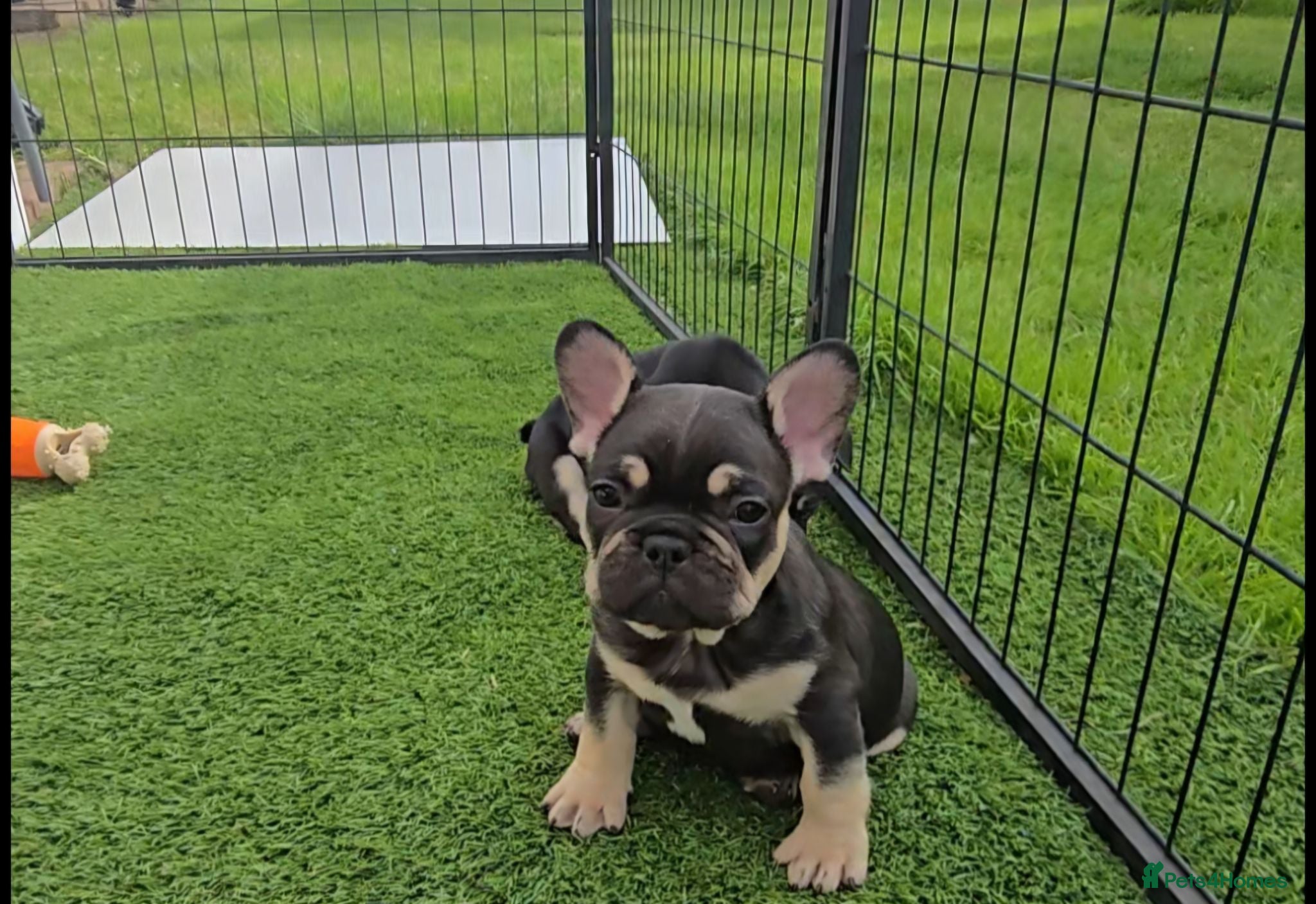 French Bulldog dogs French bulldog dog puppies  - Advert 6